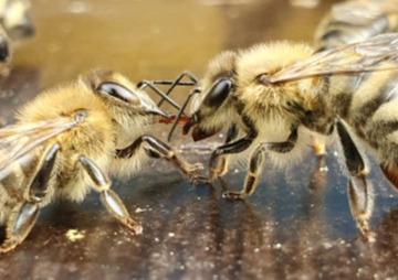 Spannendes Bienenwissen