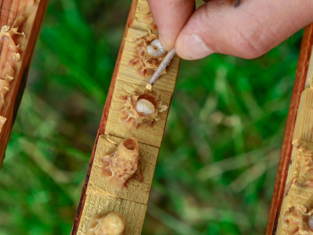 Larve der Bienenkönigin