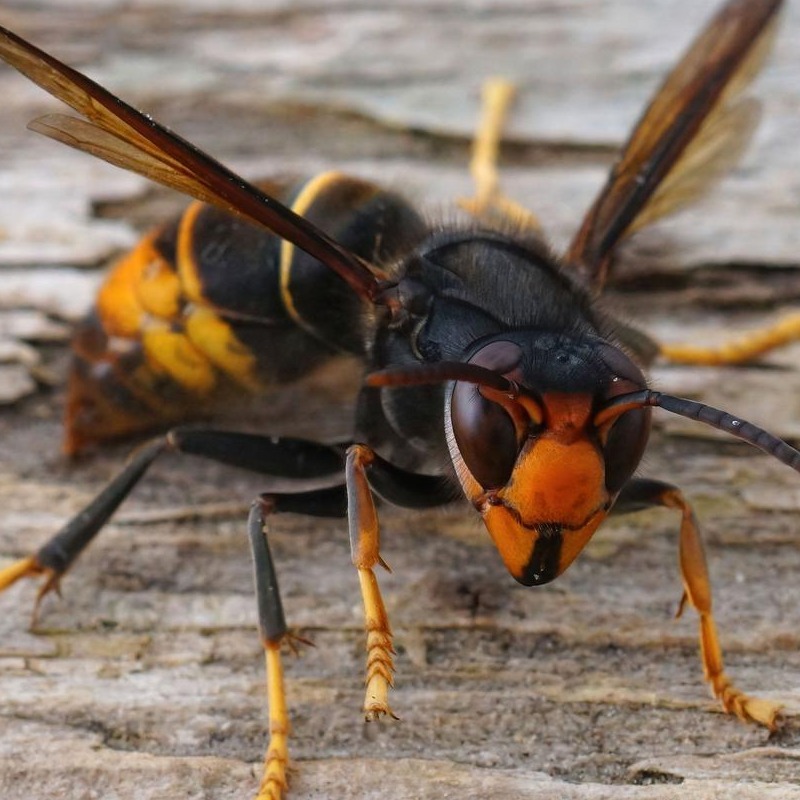 Vespa Velutina - Faktensammlung
