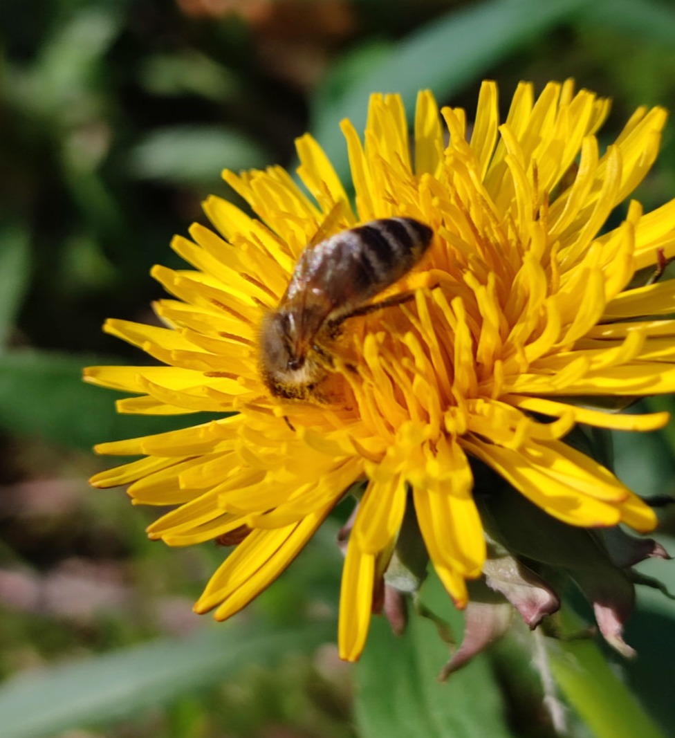 Die Bienen