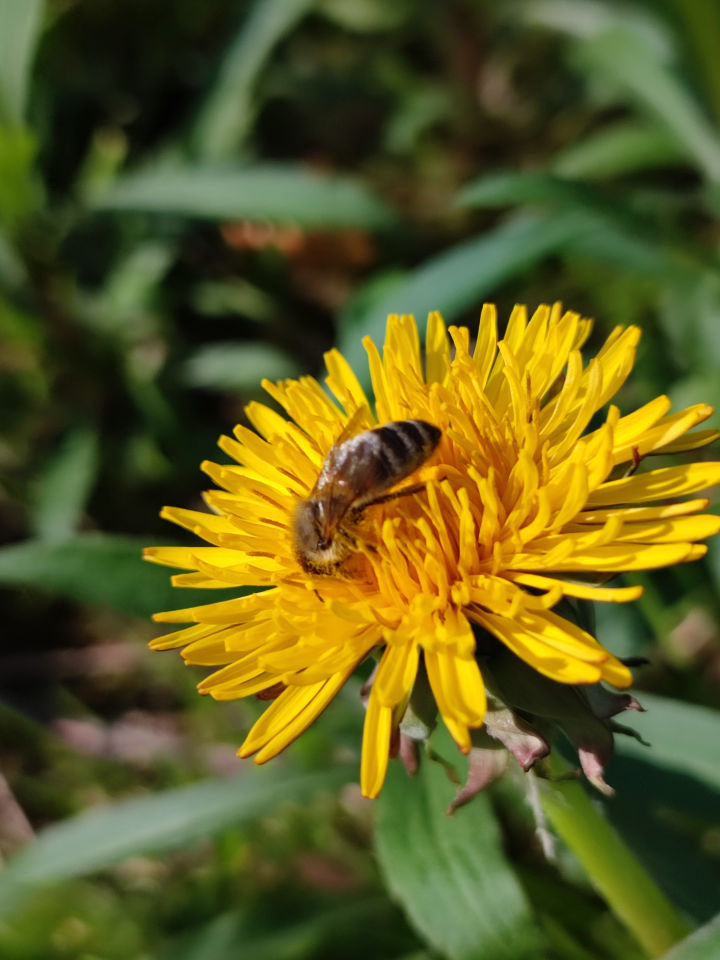 Biene auf Löwenzahn