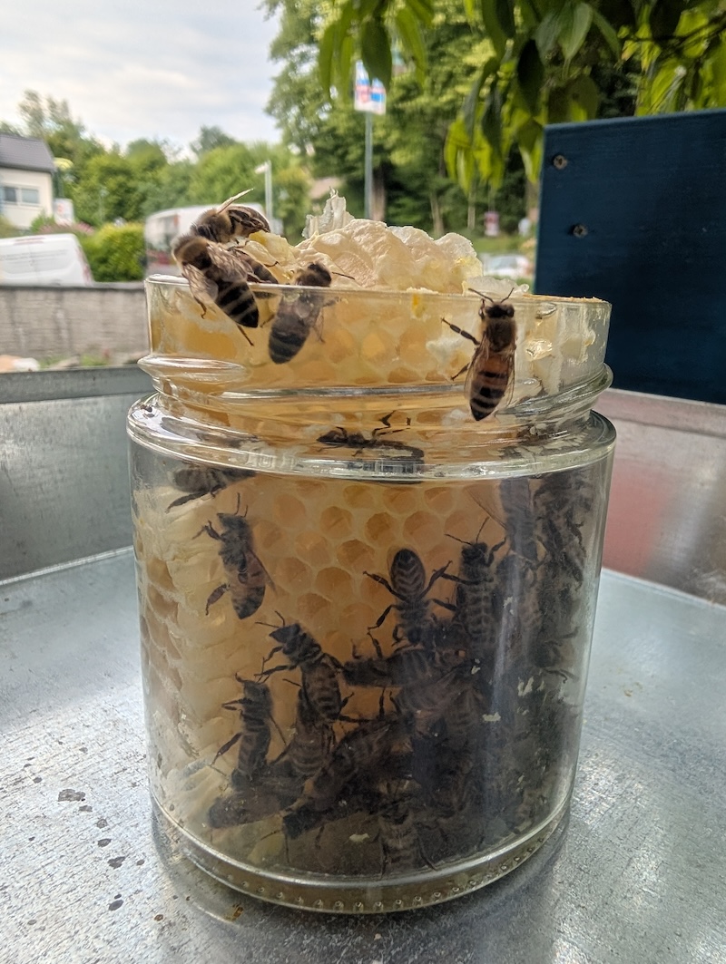 Biene baut ins Glas