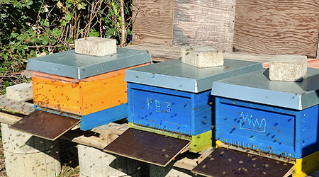 BusinessBienen Patenschaft 