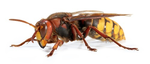 Vespa crabro
