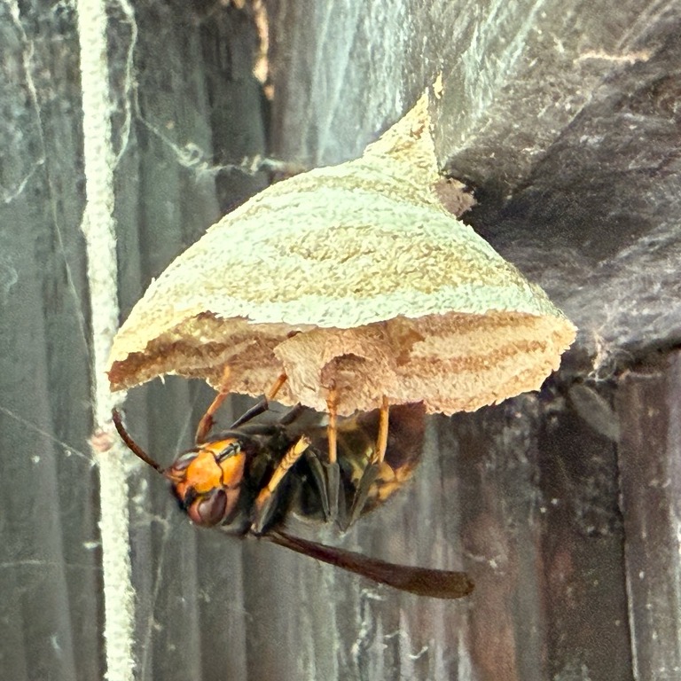 Asiatische Hornisse - Infos für Bürger