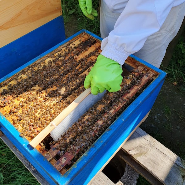 Käfig zurück ins Bienenvolke