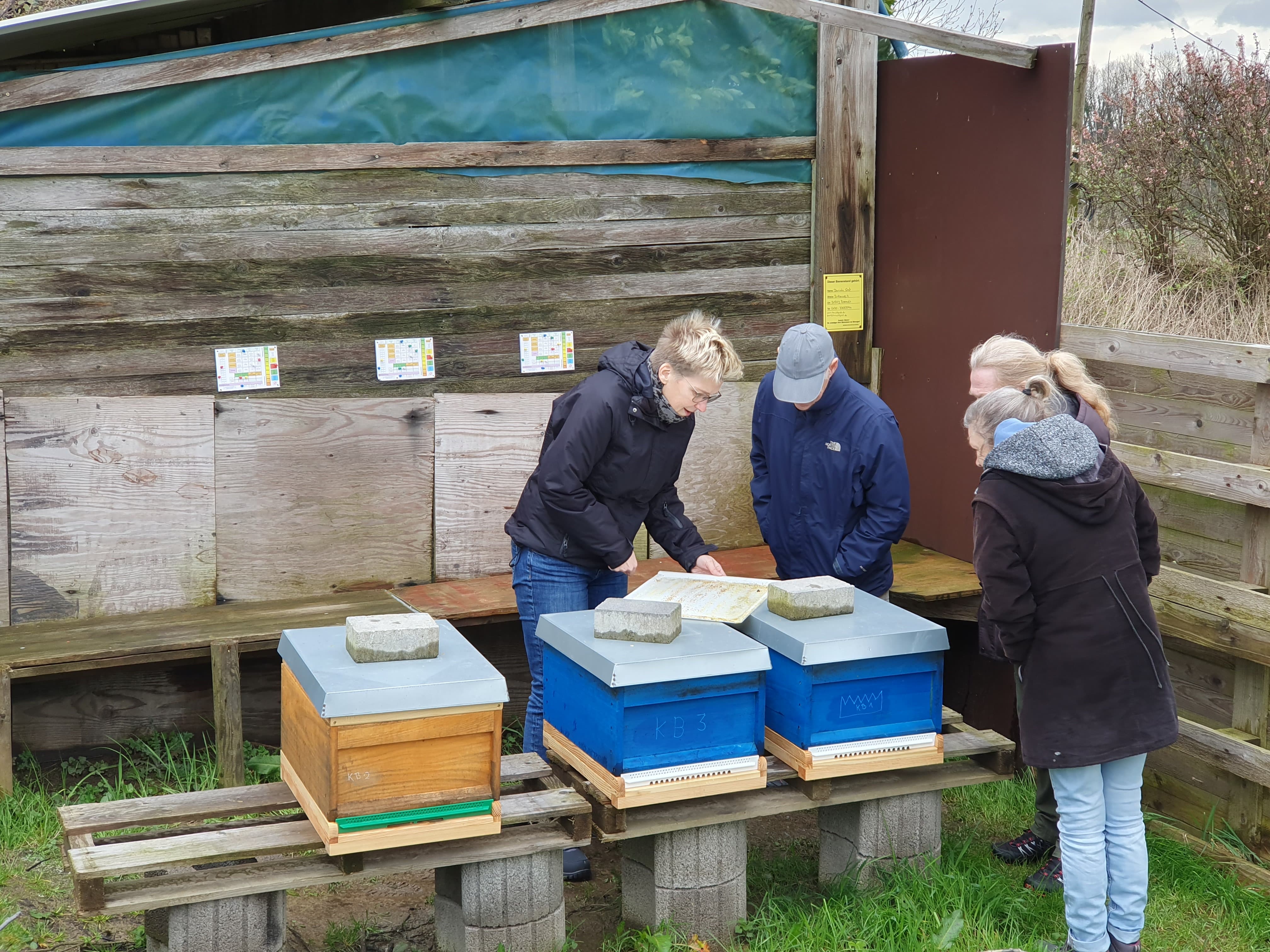 Blick unter die Bienen