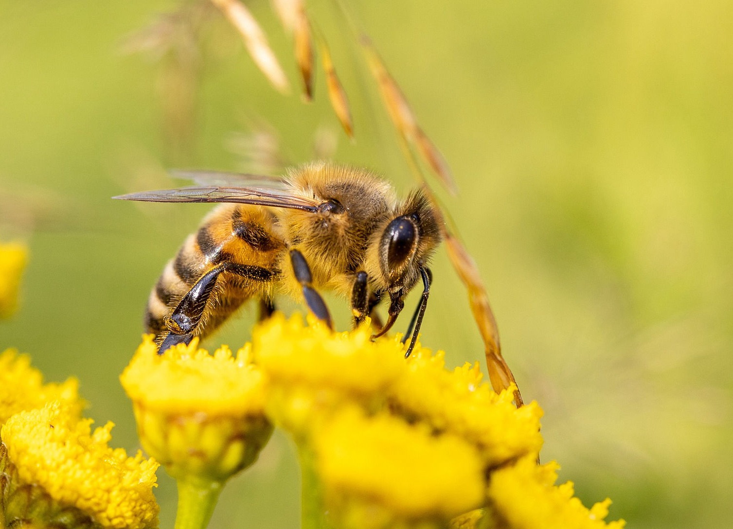 Aktuelles aus Imkerei und BürgerBienenWerkstatt