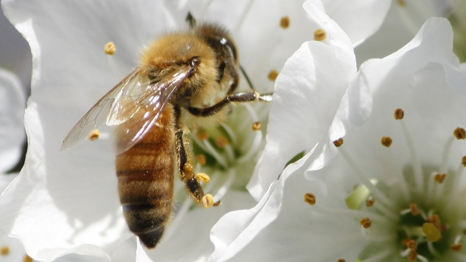 Bienchen und Blümchen