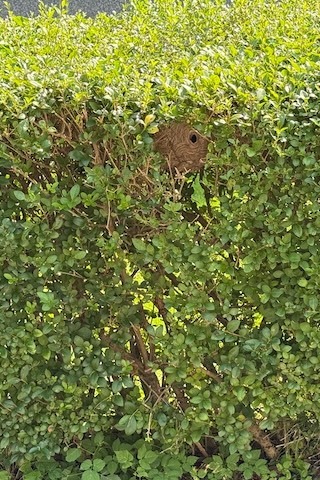 Nest in der Hecke