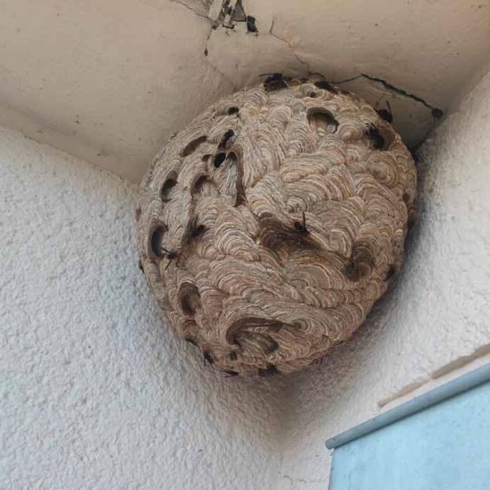 Nest der asiatischen Hornisse