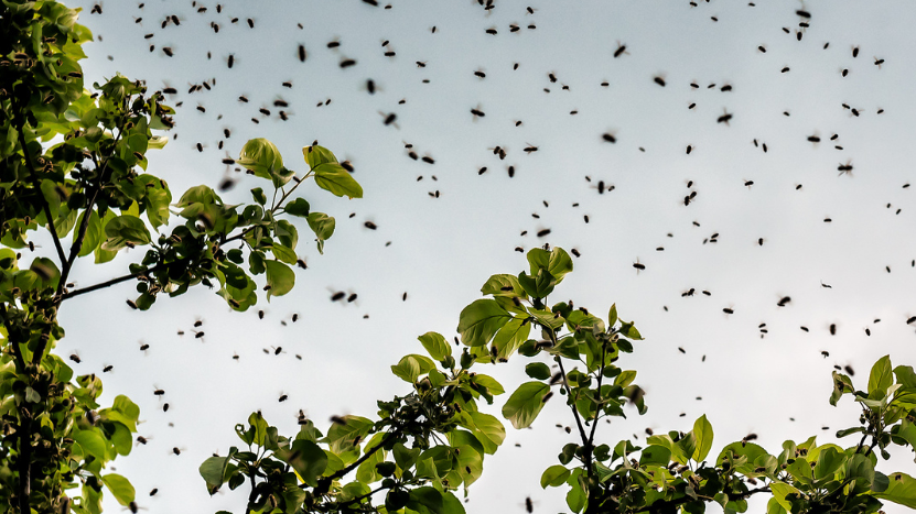 Bienenschwarm in der Luft