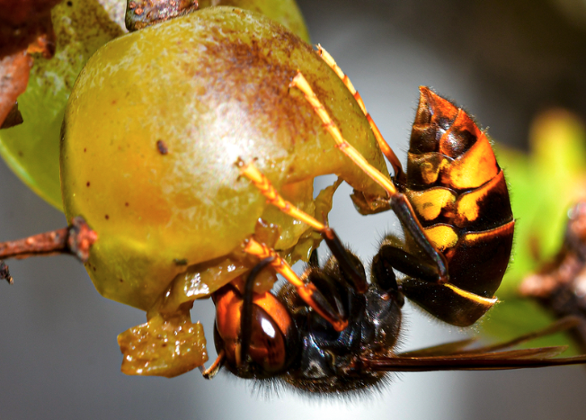 schäden an den Trauben durch Vespa velutina