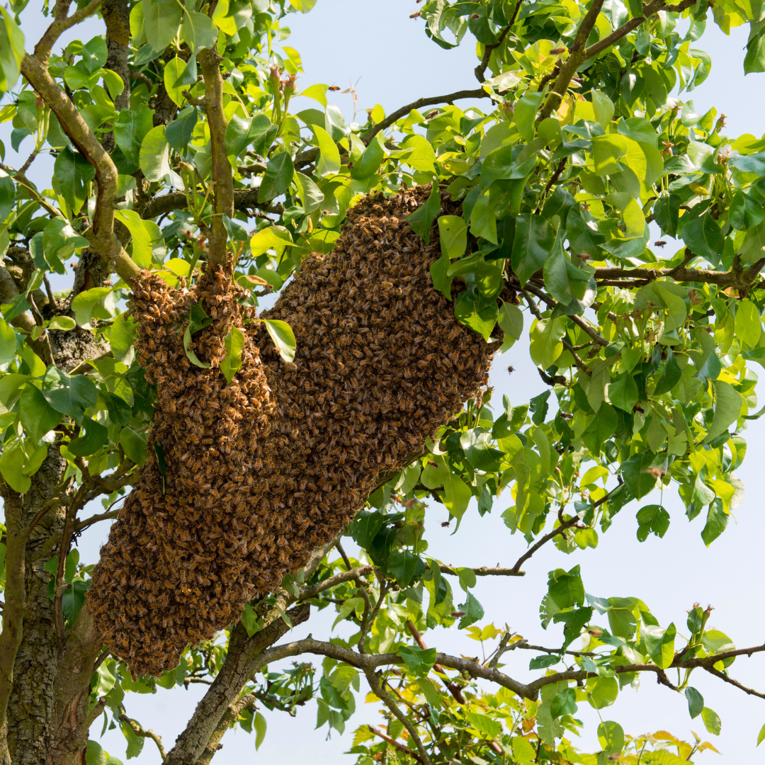 Bienen in Stöcken