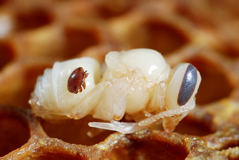 Varroa destructor auf Bienenlarve