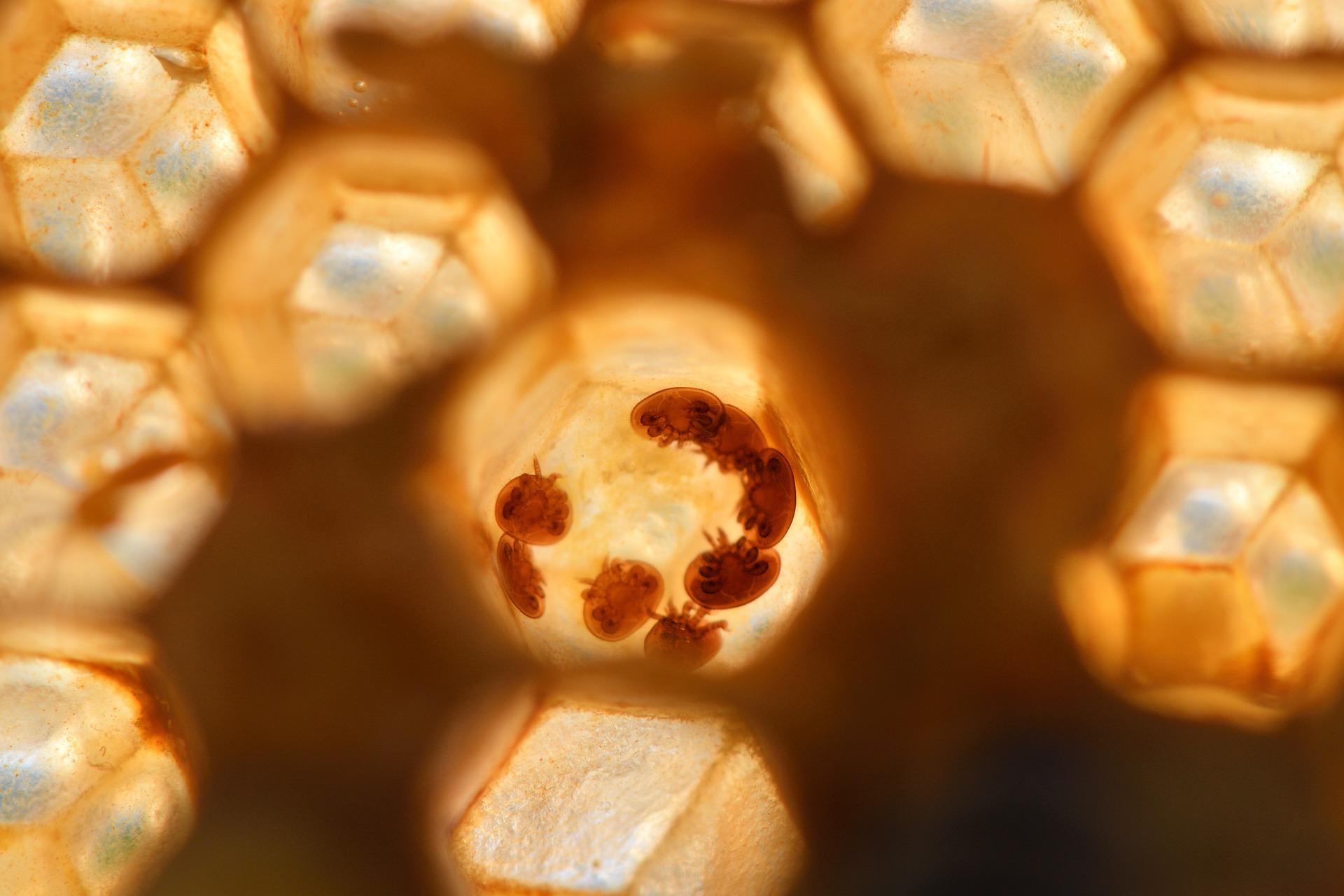 Varroamilben in der Bienenbrut