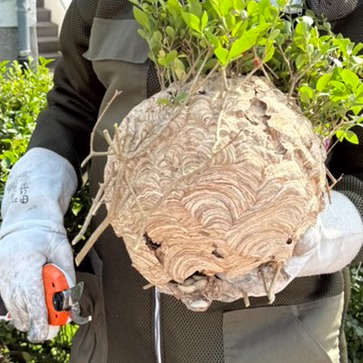 Asiatische Hornisse Primärnest