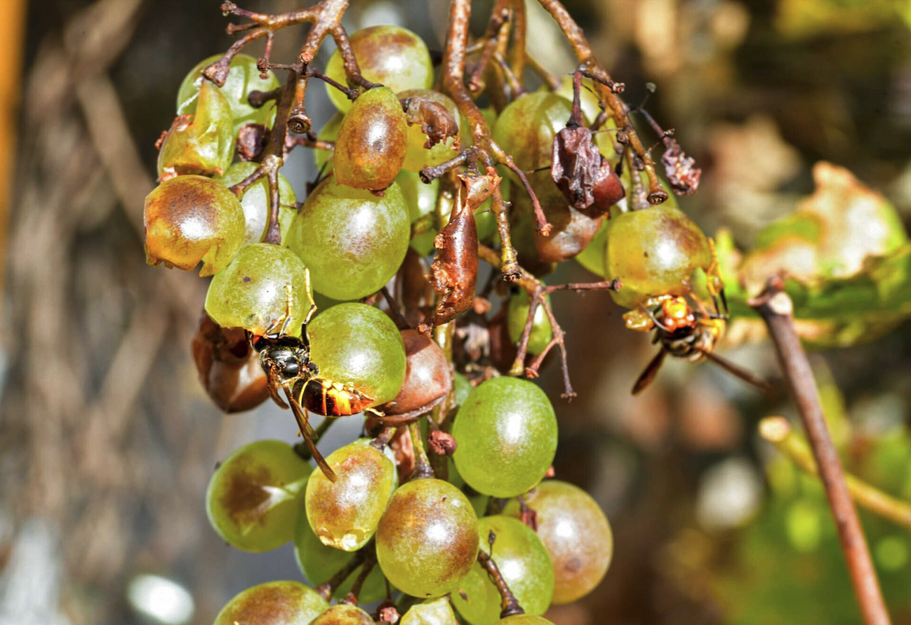 weinbau mit der vespa velutina
